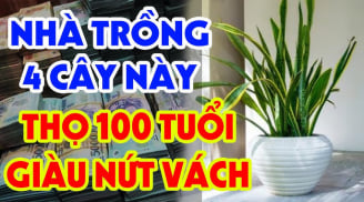 3 loài cây mọc ở đâu Tiền vào nhà đấy, phú quý hưởng đều