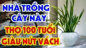 3 loài cây cân bằng âm dương, gọi Tiền về cho gia chủ