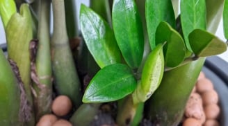 Loài cây nghe tên đã thấy giàu, trồng trong nhà Tài Lộc nở ra