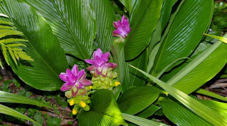 Loại củ giúp gan đẩy độc, giảm sưng viêm hiệu quả