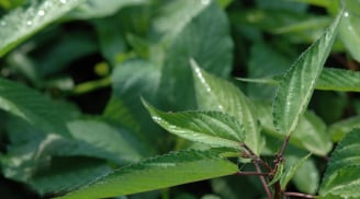 2 loại rau sạch hiếm khi “ngậm” hóa chất, loại đầu tiên mọc dại quanh nhà