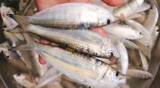 Loại cá “vượt mặt” cá hồi, số 1 về Omega 3 giá rẻ ngang rau