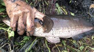 Loài cá ngọt thịt ít xương, thơm ngon bổ dưỡng