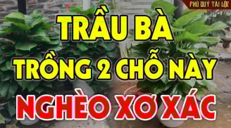 Cây trầu bà dễ trồng nhiều Lộc nhưng kị nhất tuổi này