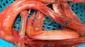 Loại cá có hình thù kì lạ, là món ăn được săn lùng nhất của người Việt