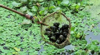 Nuôi con vật không tốn một xu, ủ qua mùa đông nông dân Thanh Hóa kiếm về trăm triệu