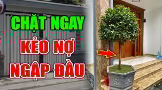 4 loại cây xui tận mạng, đẹp - thơm mấy cũng đừng dại mang về