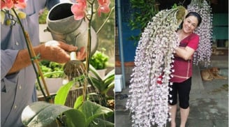 2 loại nước Hoa Lan thích “uống” nhất, tưới vào hoa nở tua tủa như suối