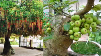 4 cây trồng trước cổng gọi Thần Tài vào, 2 cây làm Tiền rơi rớt