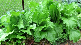 Loại rau giàu canxi gấp 7 lần nước hầm xương, chợ Việt bán chỉ 10 nghìn/kg