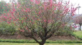 Mẹo giúp đào ủ lộc - bung hoa đúng Tết Nguyên đán