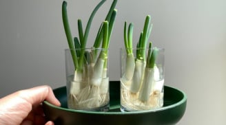 Mẹo trồng hành củ nảy lá ra mầm tốt um