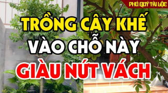 3 vị trí trồng cây khế Thế Thân Thần Tài, gia chủ hưởng Lộc không ngừng
