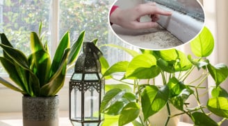 4 loại cây hút ẩm - khử mùi, trồng nhà nào nhà đấy Lộc