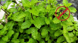 3 loài cây đuổi muỗi nên trồng trong nhà