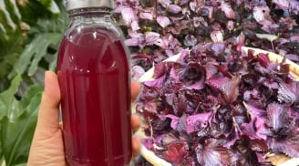 Mẹo nấu lá tía tô uống giải nhiệt, giải độc