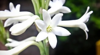 Mùng 1 thắp hương đừng chỉ chọn mỗi hoa Cúc, chọn hoa này vừa thơm vừa lộc