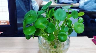 5 loại cây bé tí tí tụ Lộc thần Tài, trồng vào nhà Tiền đến không ngơi