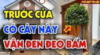 4 thứ mọc ở trong vườn hút cạn lộc may, nhổ ngay mà giữ Tiền tài
