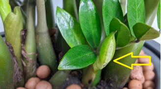 Thêm thứ này vào gốc cây Kim Tiền chồi non mọc ra tua tủa, xanh mướt