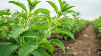 Loại lá khô ngọt gấp 300 lần đường mía, uống thanh mát không béo, không tăng cân