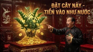 Ai nên trồng Cây Kim Tiền? 2 mệnh hợp trồng cây này nhất