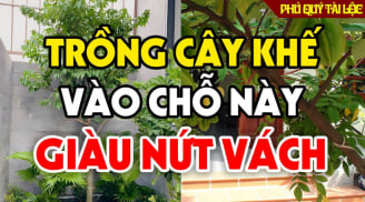 “1 kỵ - 3 nên” khi trồng khế, gia chủ biết sớm ăn nên làm ra