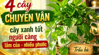 4 cây chuyển vận, cây xanh tốt người càng lắm của - nhiều phước