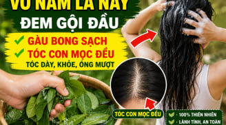 Vò nắm lá này đem gội đầu, gàu bong sạch, tóc con mọc đều