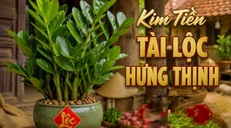 Trong nhà 4 loại cây này càng xanh tươi chủ nhà càng phát tài giàu có: Đó là cây gì?