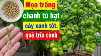 Mẹo trồng chanh từ hạt, cây xanh tốt, quả trĩu cành
