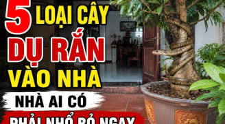 5 loại cây dụ rắn vào nhà, nhà ai có phải nhổ bỏ ngay