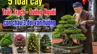 5 loài cây Trấn Trạch - Dưỡng Người, con cháu 3 đời vẫn hưởng