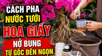 Cách pha nước tưới hoa giấy nở bung từ gốc đến ngọn