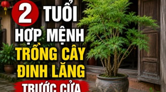 2 tuổi hợp mệnh trồng cây đinh lăng trước cửa