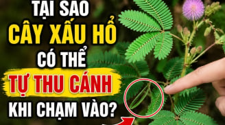 Tại sao cây xấu hổ có thể tự thu cánh khi chạm vào?