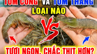 Tôm cong và tôm thẳng loại nào tươi ngon, chắc thịt hơn?
