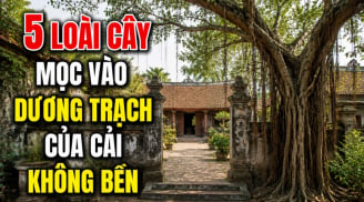 5 loài cây mọc vào dương trạch của cải không bền