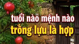 Tuổi nào - mệnh nào nên trồng lựu trước cửa để giữ lửa Tiền Tài?