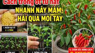Cách trồng ớt từ hạt nhanh nảy mầm, hái quả mỏi tay