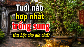 Tuổi nào hợp nhất trồng sung thu Lộc cho gia chủ?