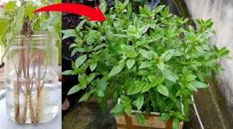 Mẹo trồng húng quế nhanh bén rễ, trổ ngọn non