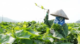 Mẹo trồng su su nhanh trổ ngọn to mập mạp, xanh mướt