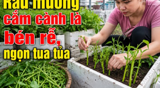 Mẹo trồng rau muống cứ cắm cành xuống đất là bén rễ ngay