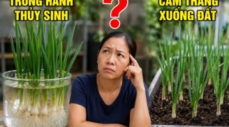 Trồng củ hành xuống đất hay trồng nước để nhanh ra lá hơn?