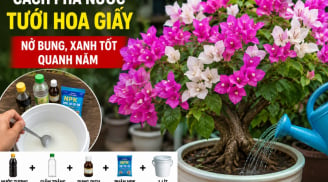 Cách pha nước tưới hoa giấy nở bung, xanh tốt quanh năm