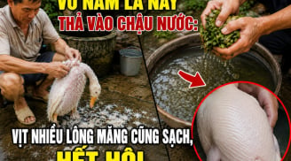 Vò nắm lá này thả vào chậu nước: Vịt nhiều lông măng cũng sạch, hết hôi