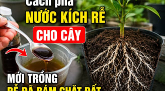 Cách pha nước kích rễ cho cây, mới trồng rễ đã bám chặt đất