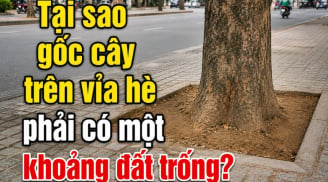 Tại sao gốc cây trên vỉa hè phải có một khoảng đất trống?