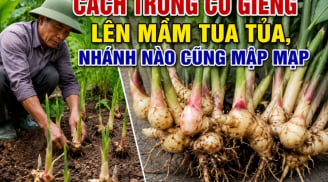 Cách trồng củ giềng lên mầm tua tủa, nhánh nào cũng mập mạp